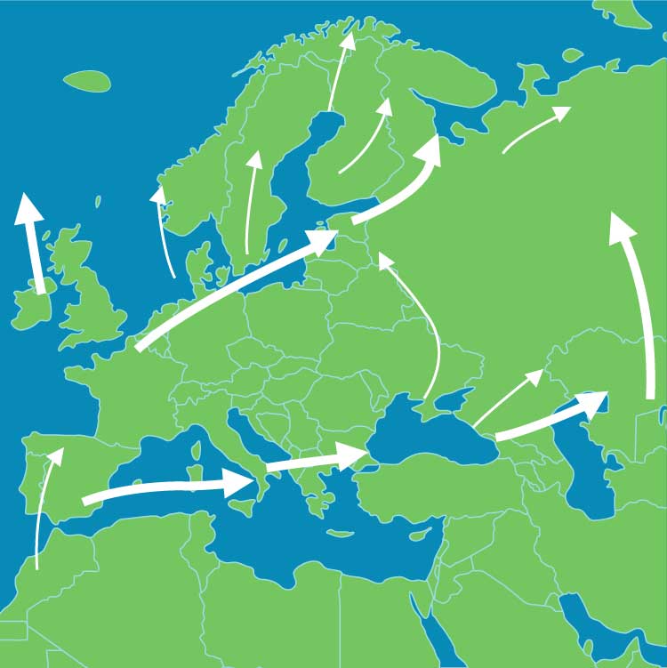 Fundación_Carlos_Slim-La migración de las aves